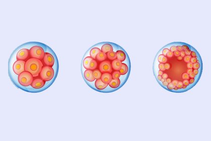 Embryo development